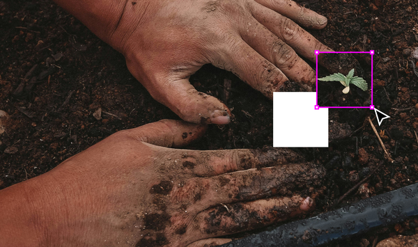 Planting seeds as a teaching mindset